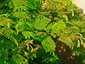 Branches showing new growth bearing prickles