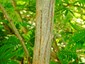 Mature stem