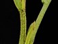 Young shoot with scattered, dark reddish resin trichomes and narrowly oblong stipule subtending leaf petiole