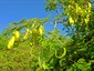 Fruiting branch (pods immature)