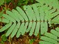 Leaf (upper surface with dull lustre) showing 11 pair of pinnae