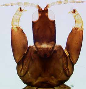 A kleptoparasitic species of the genus Koptothrips that invades Acacia thrips galls.