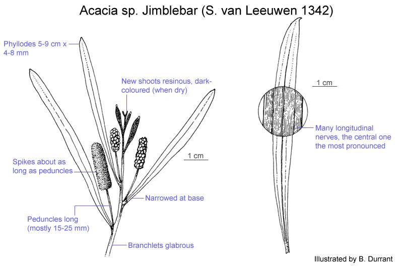 Factsheet - sp. Jimblebar (S. van Leeuwen 1342)